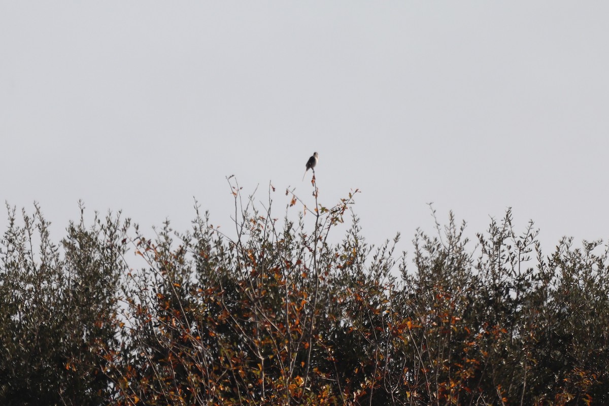 Northern Mockingbird - ML646067169