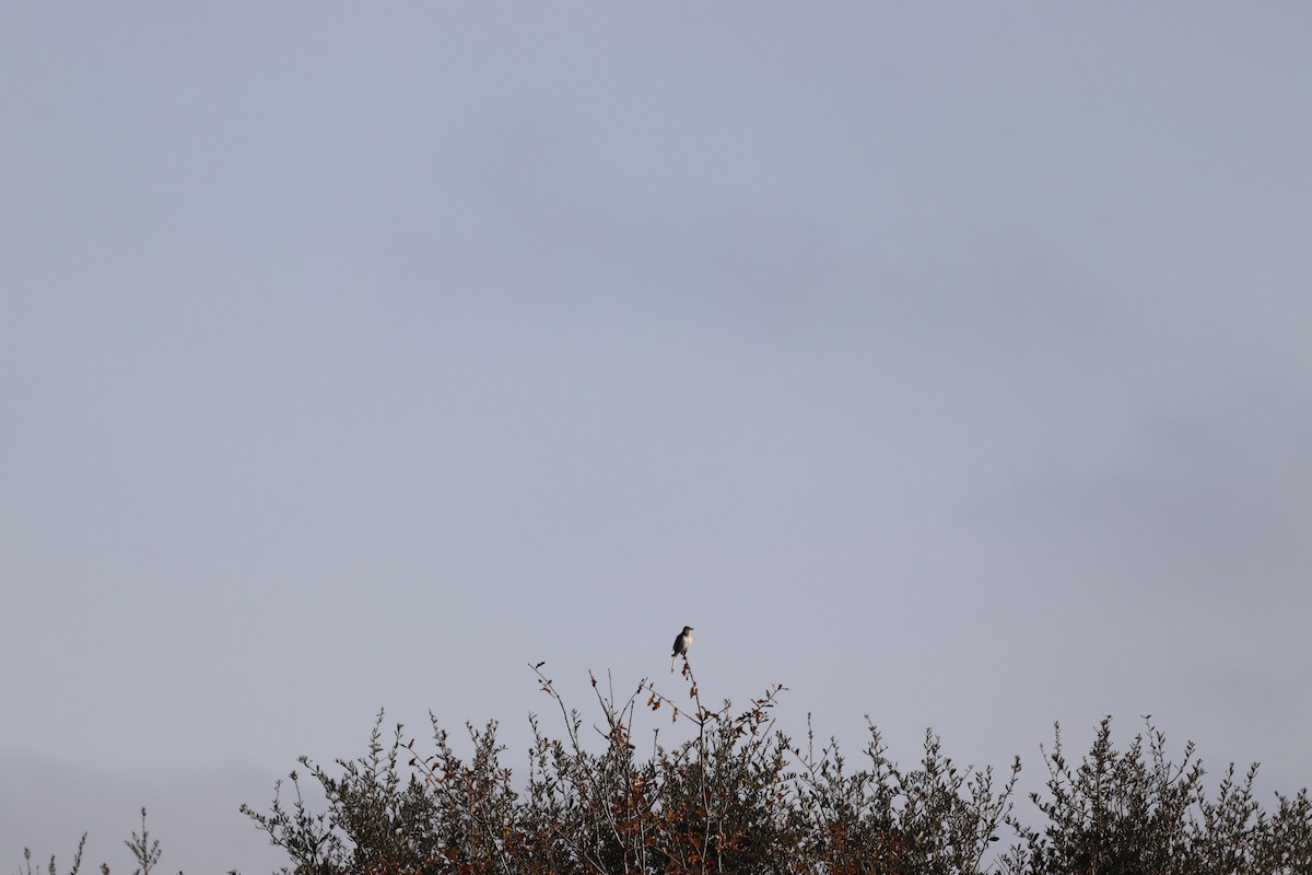 Northern Mockingbird - ML646067170