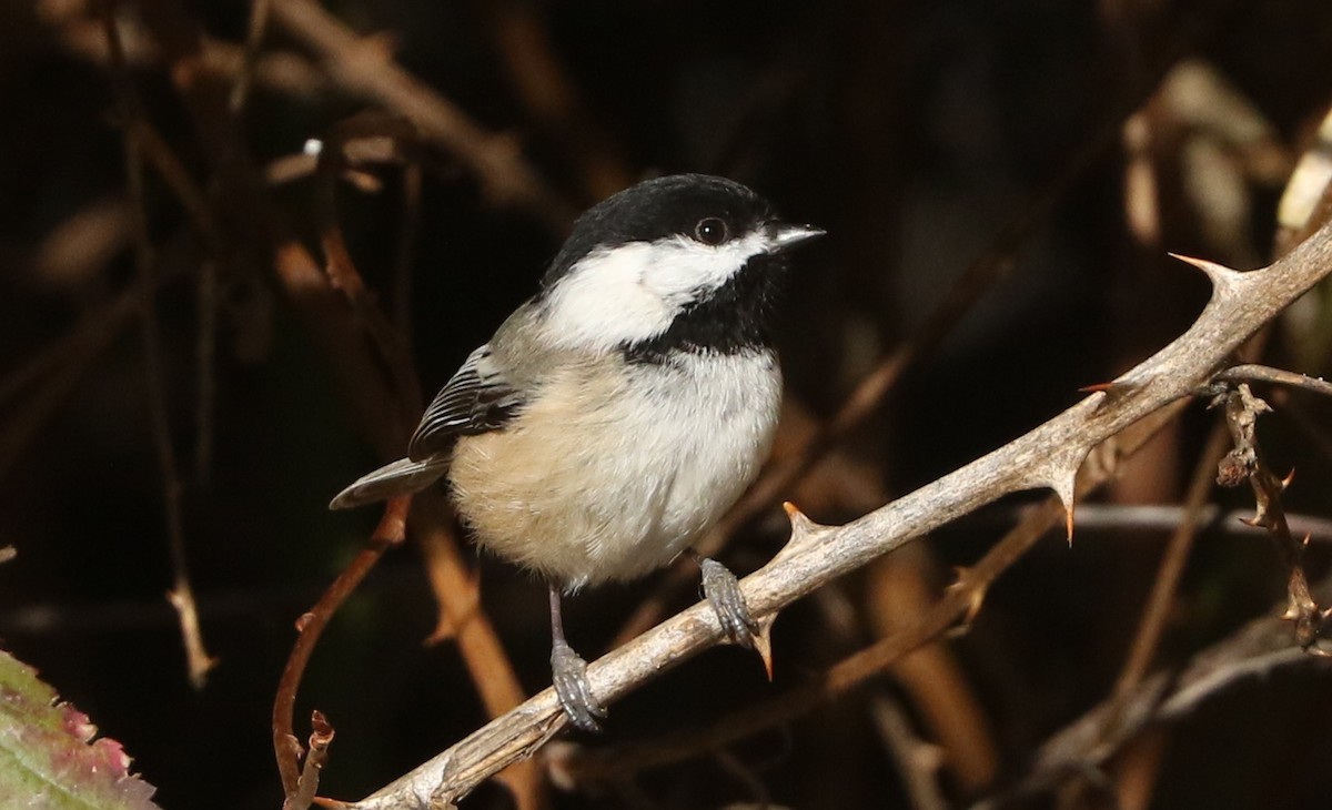 Гаїчка світлокрила - ML646067172