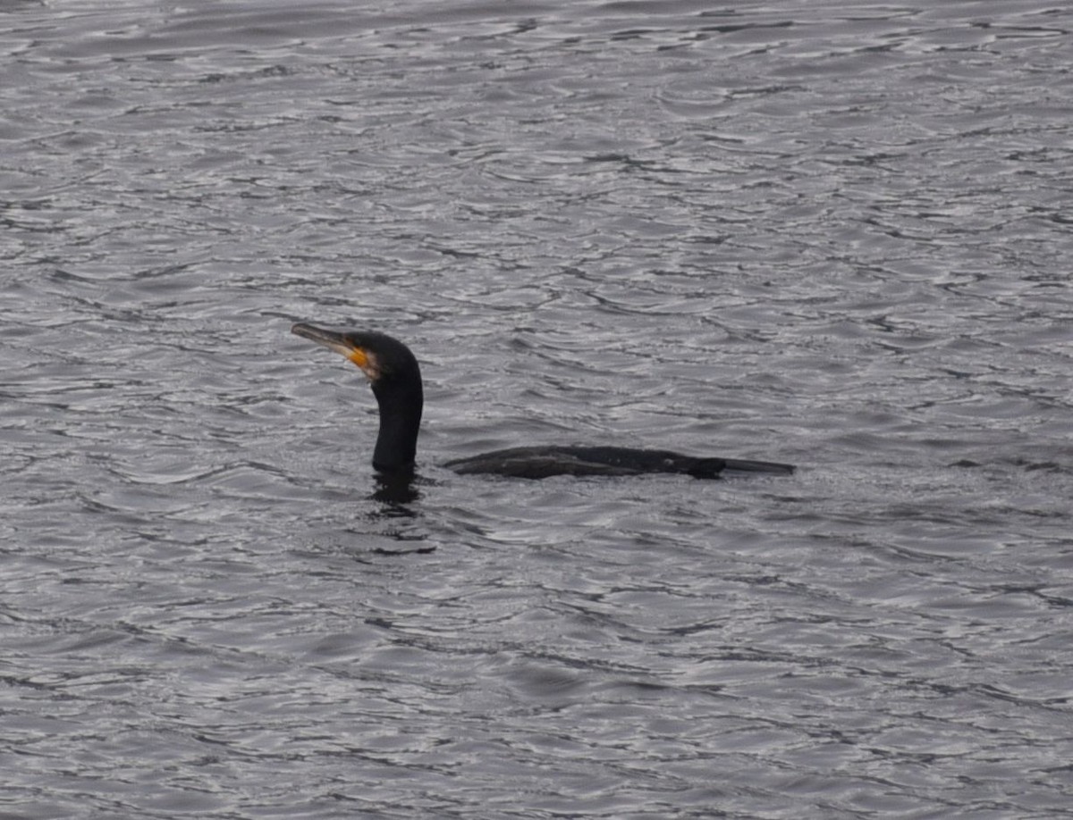 kormorán velký - ML646067173