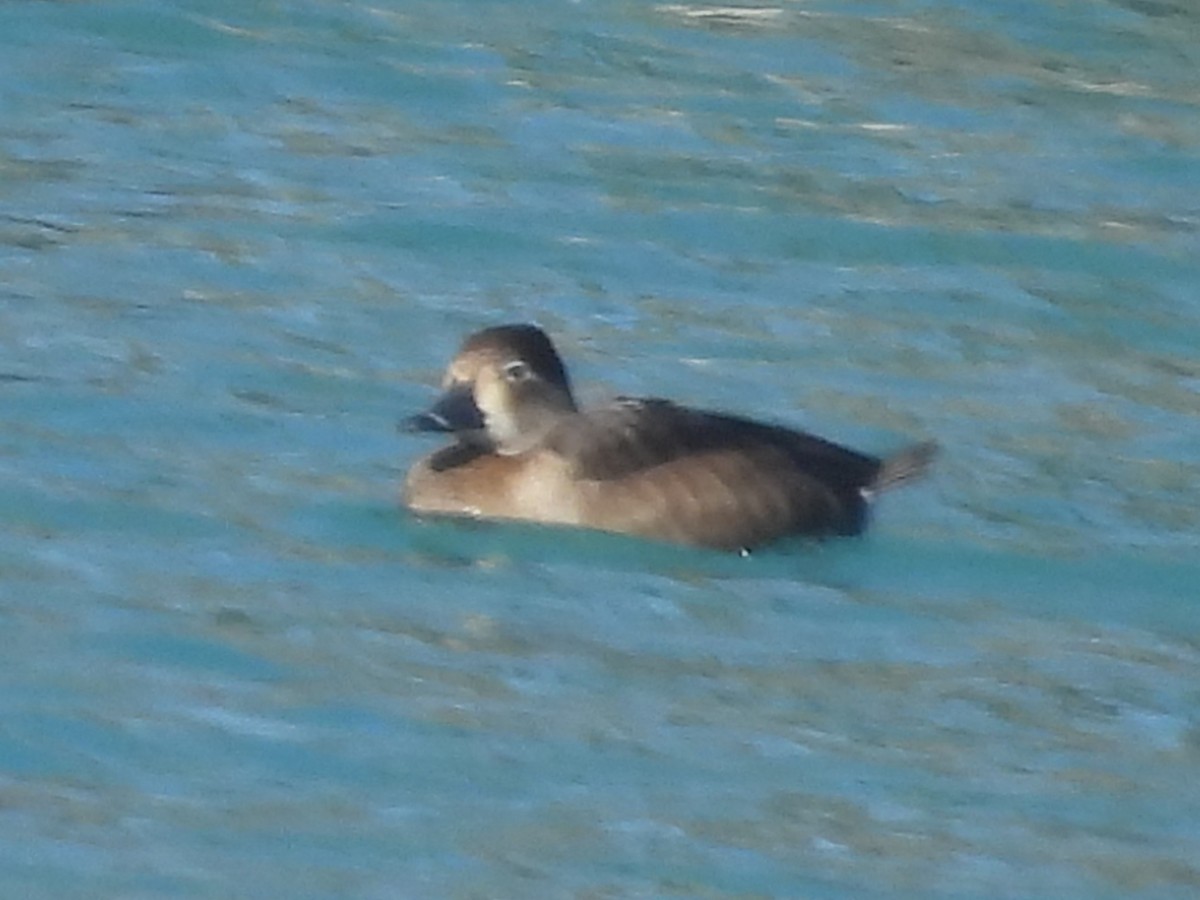 Ring-necked Duck - ML646067175