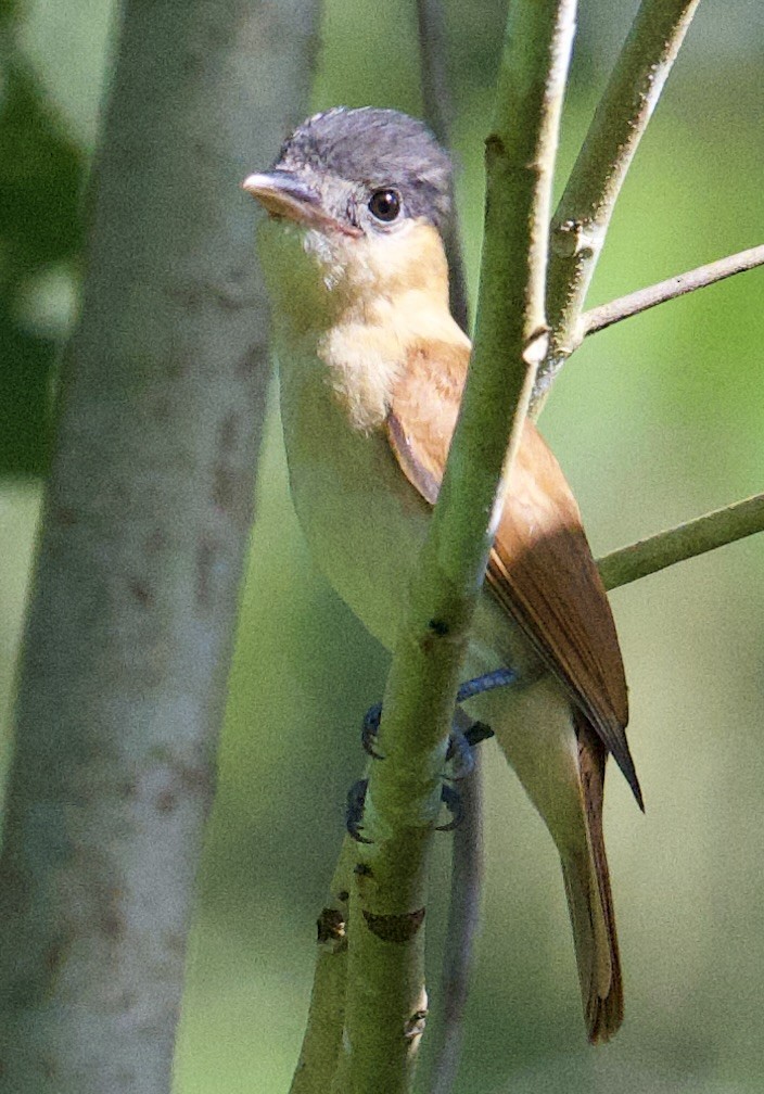 Rose-throated Becard - ML646067177