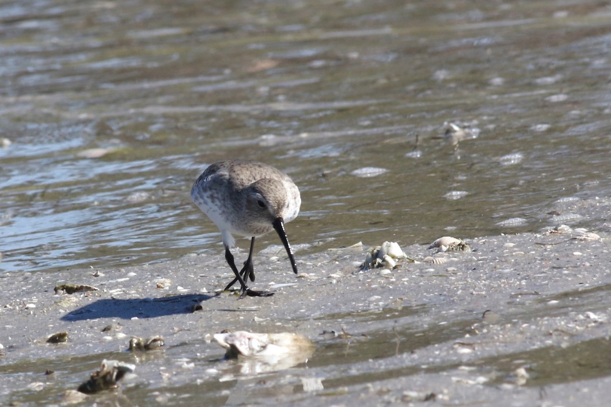 Dunlin - ML646067178