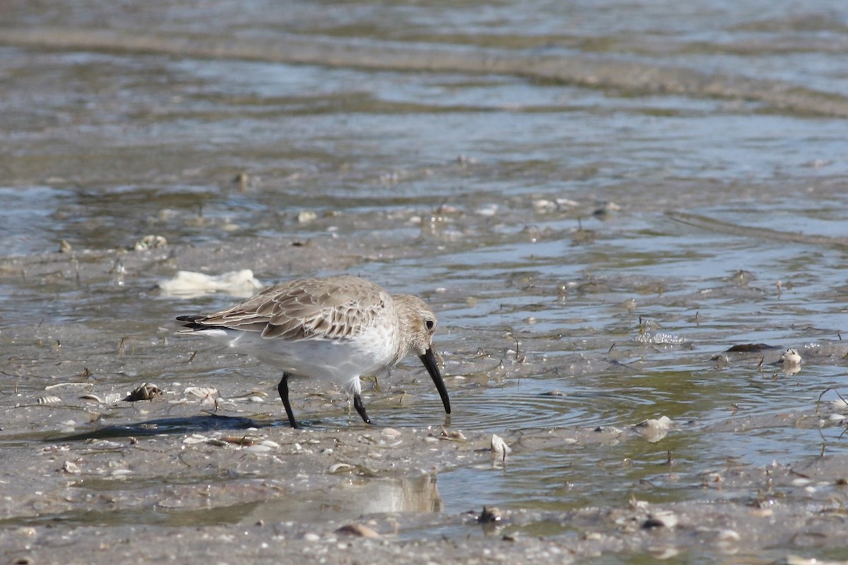 Dunlin - ML646067179