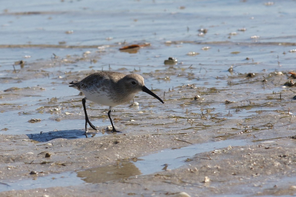 Dunlin - ML646067180