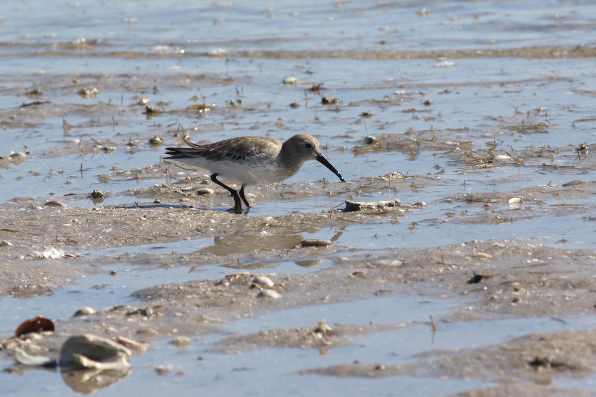 Dunlin - ML646067181