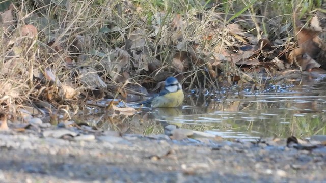 Eurasian Blue Tit - ML646067184