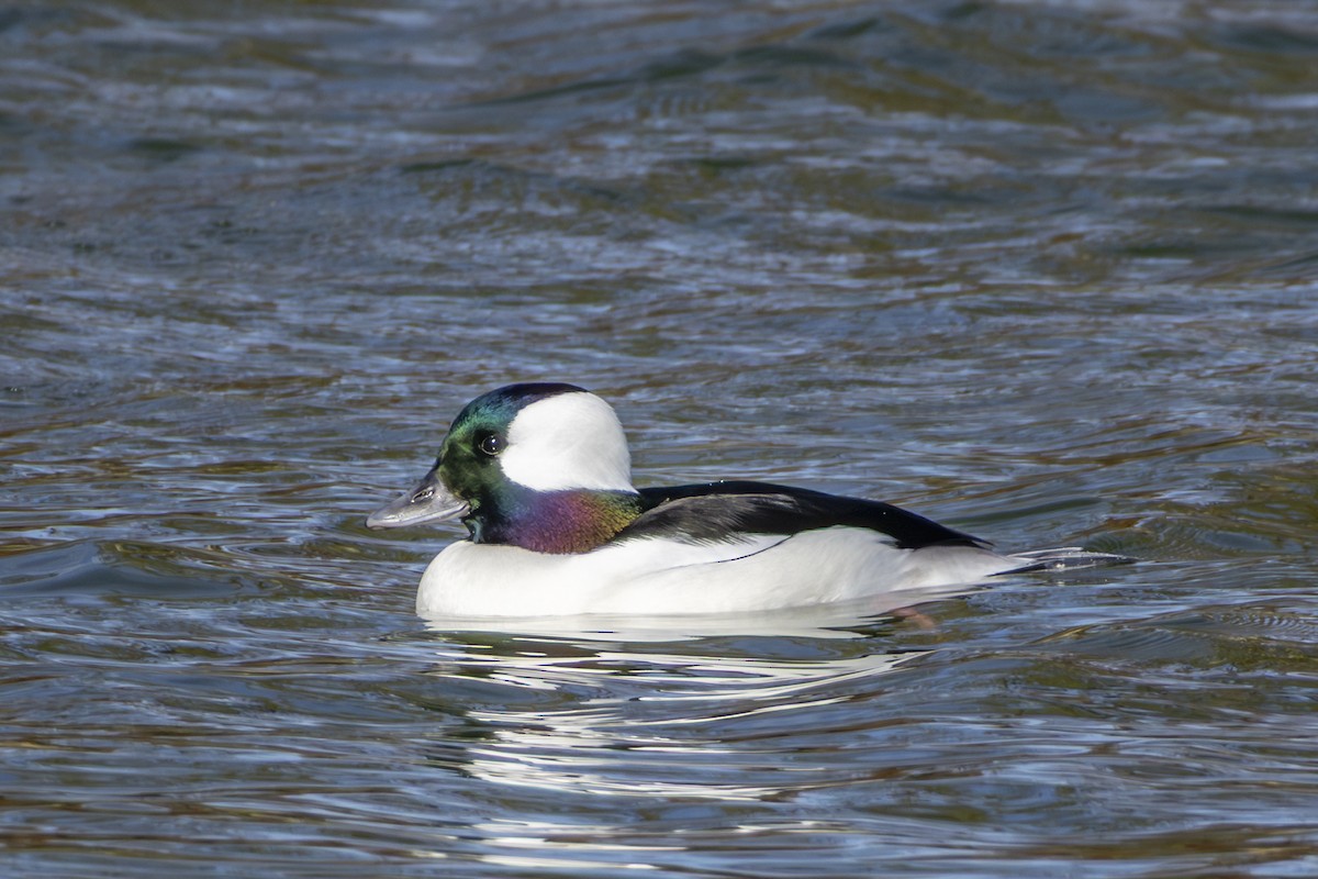 Bufflehead - ML646067186