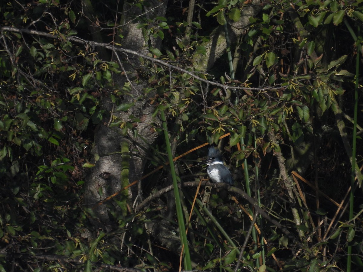 Belted Kingfisher - ML646067192
