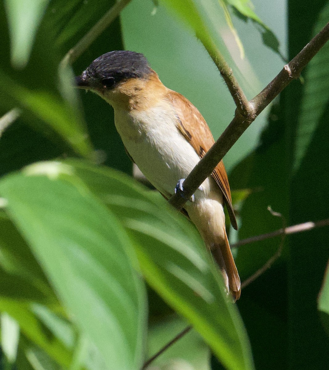 Rose-throated Becard - ML646067193