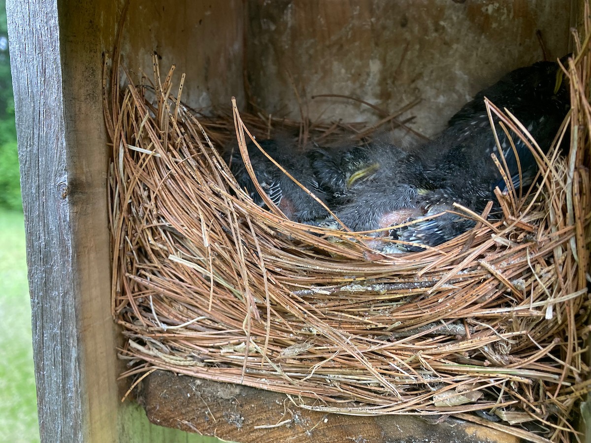 Eastern Bluebird - ML646067195