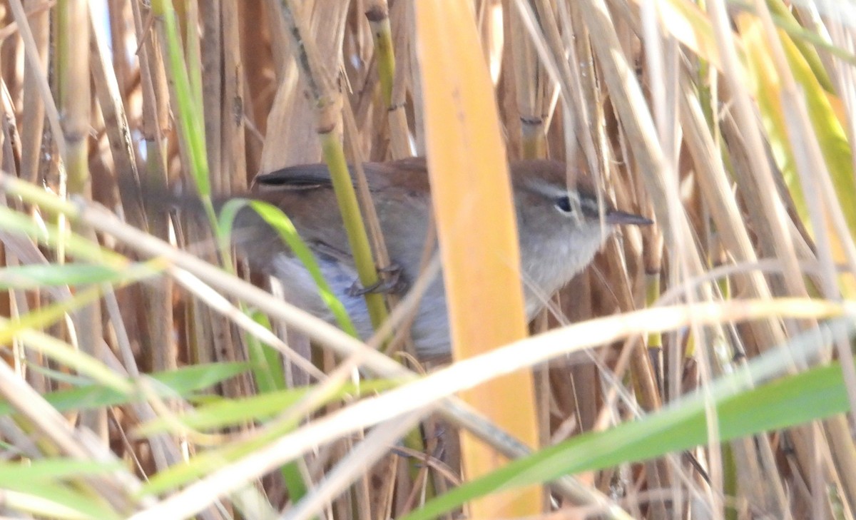 Cetti's Warbler - ML646067203