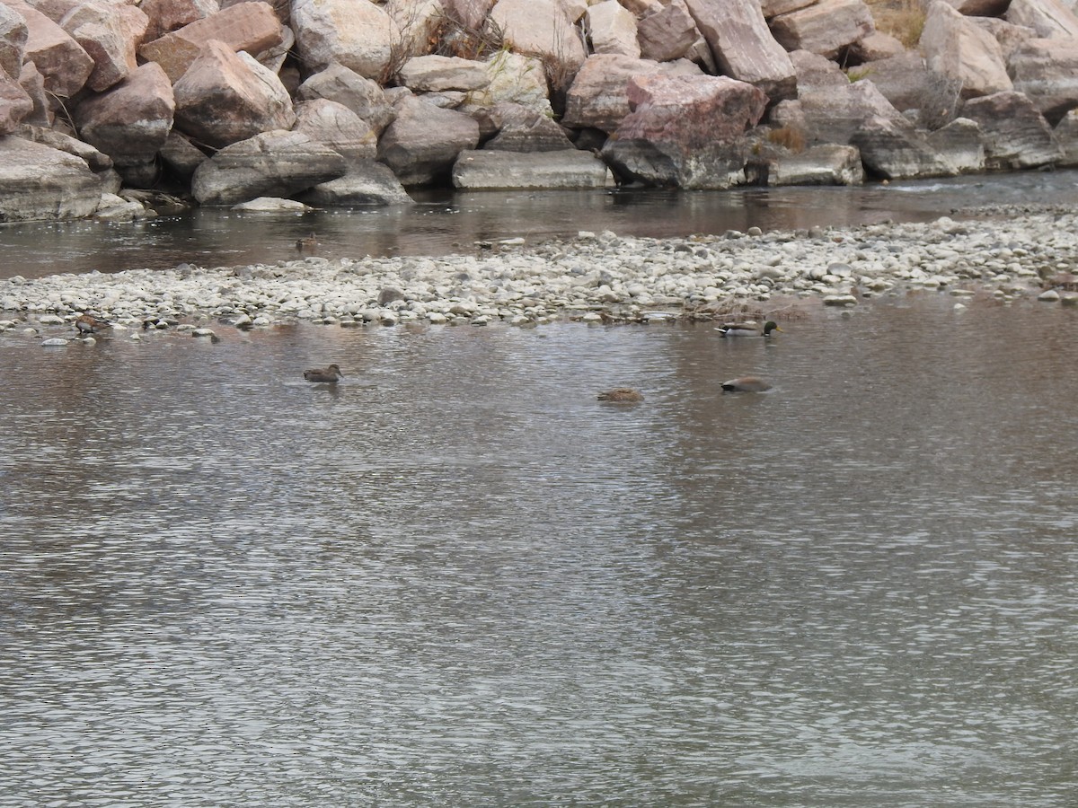 Gadwall - ML646067204