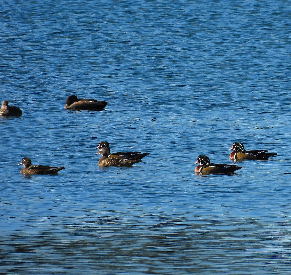 Ahate karolinarra - ML646067205