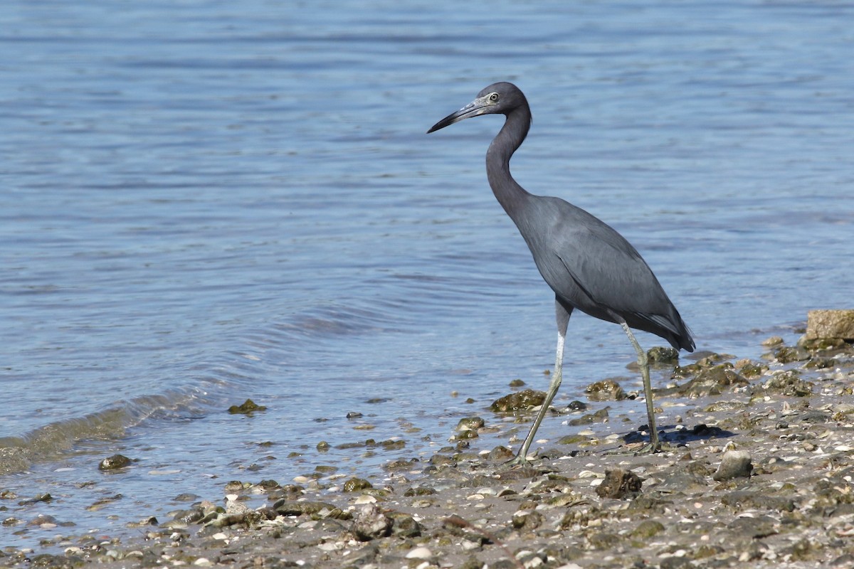 Little Blue Heron - ML646067208