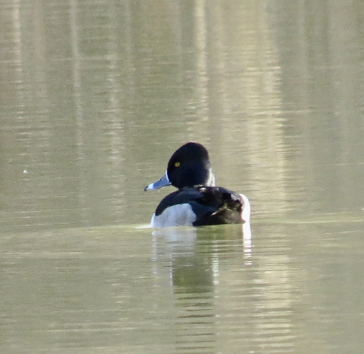 Ring-necked Duck - ML646067221