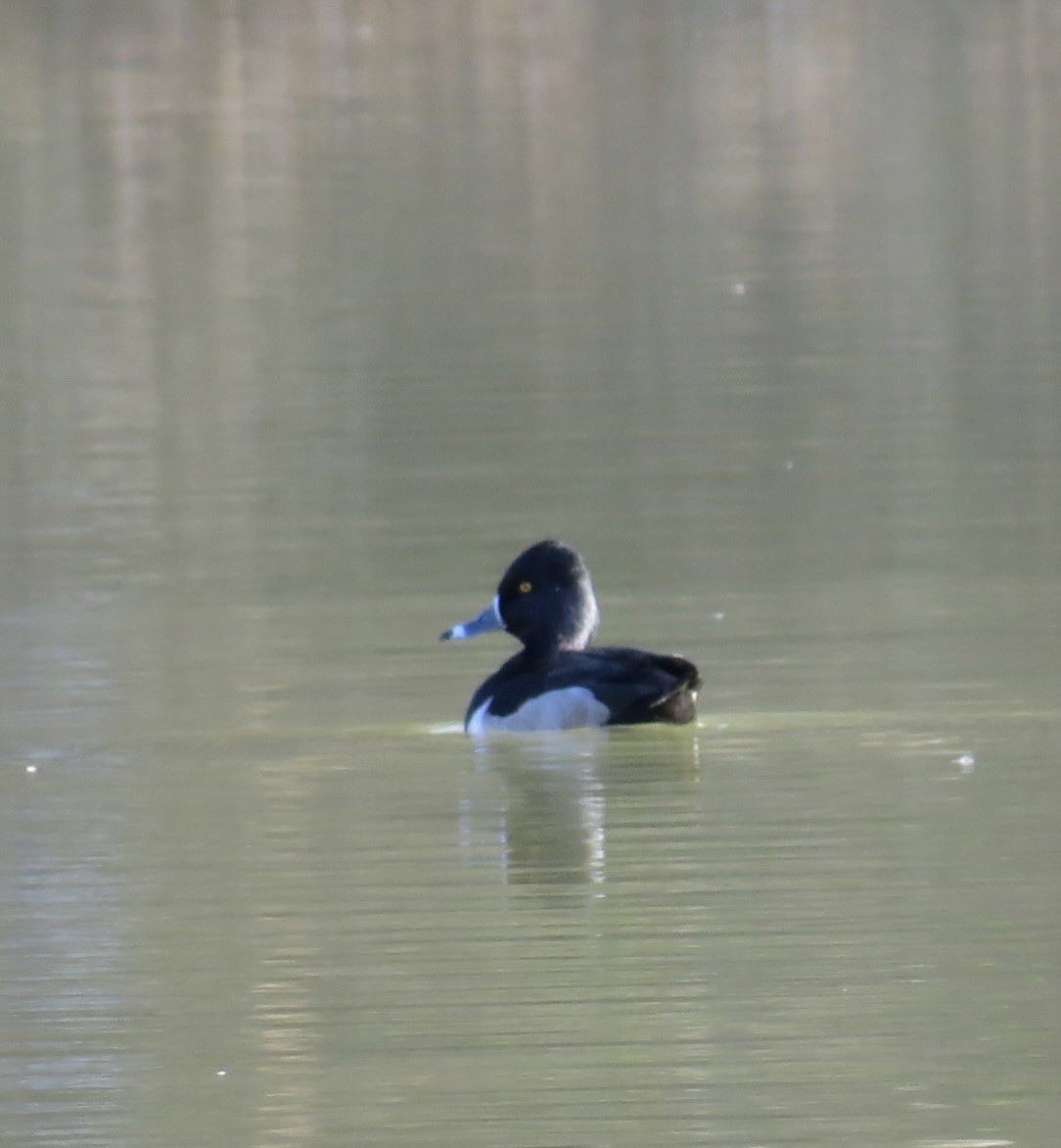 Ring-necked Duck - ML646067222