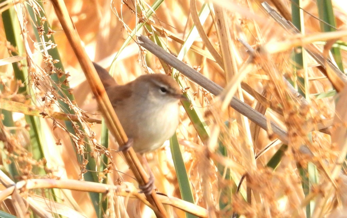 Cetti's Warbler - ML646067227