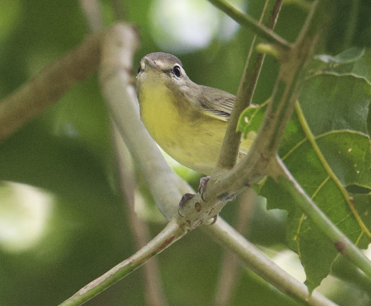 Віреон цитриновий - ML646067228