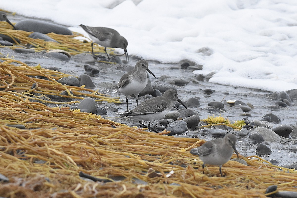 Хар элсэг - ML646067231