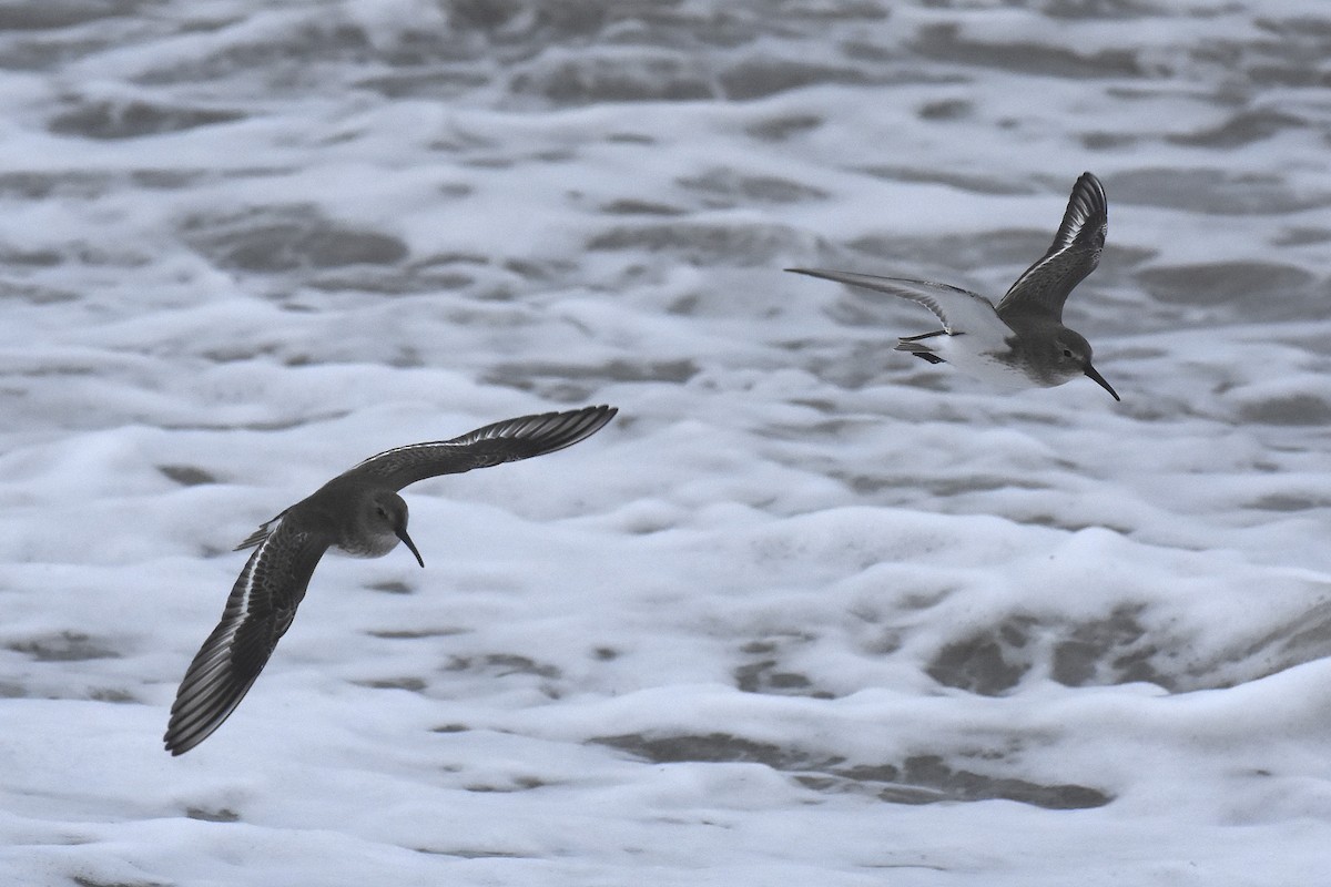 Хар элсэг - ML646067232