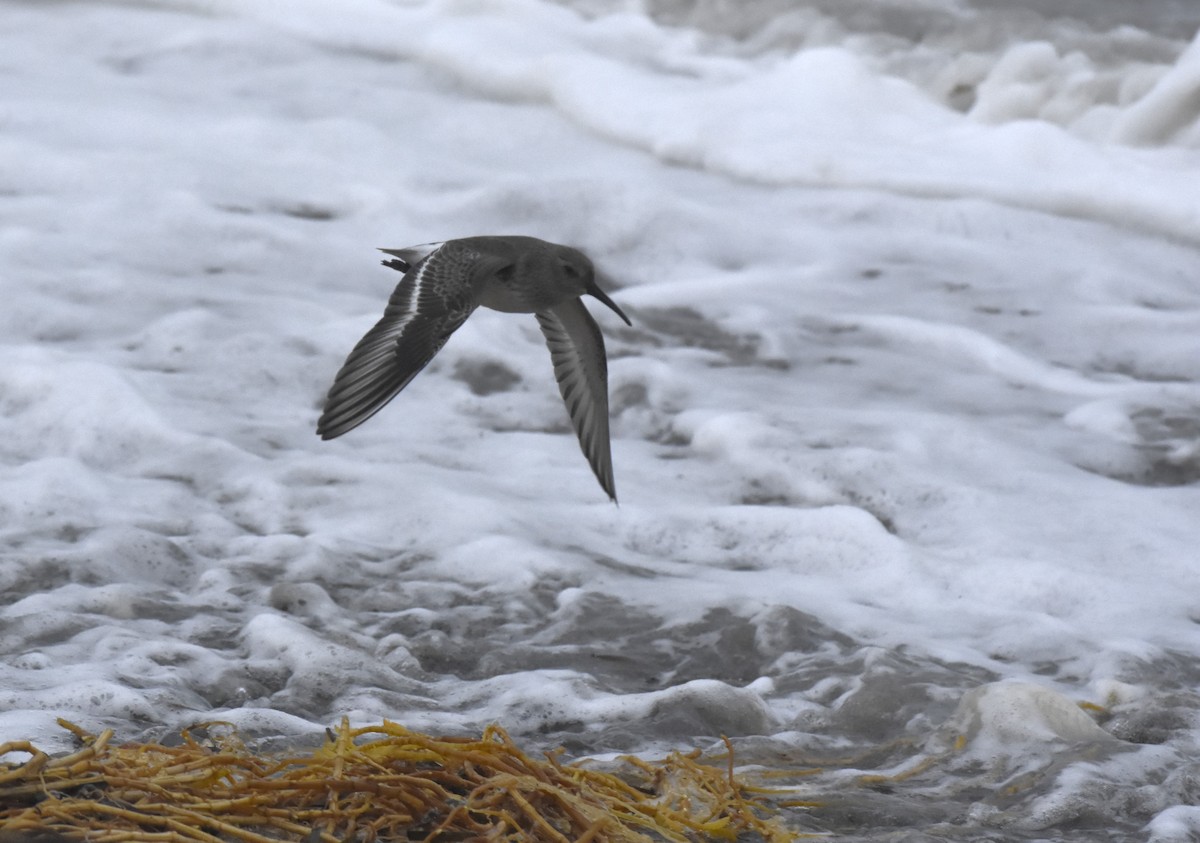 Хар элсэг - ML646067233