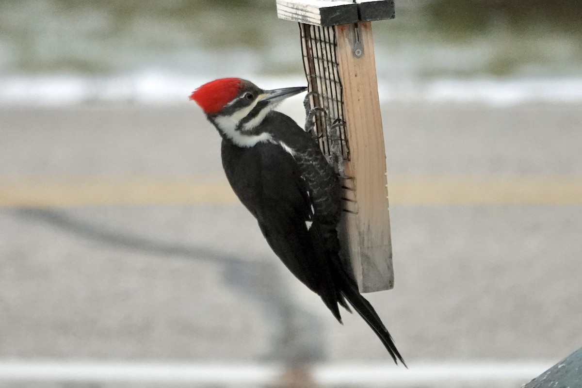 Pileated Woodpecker - ML646067240