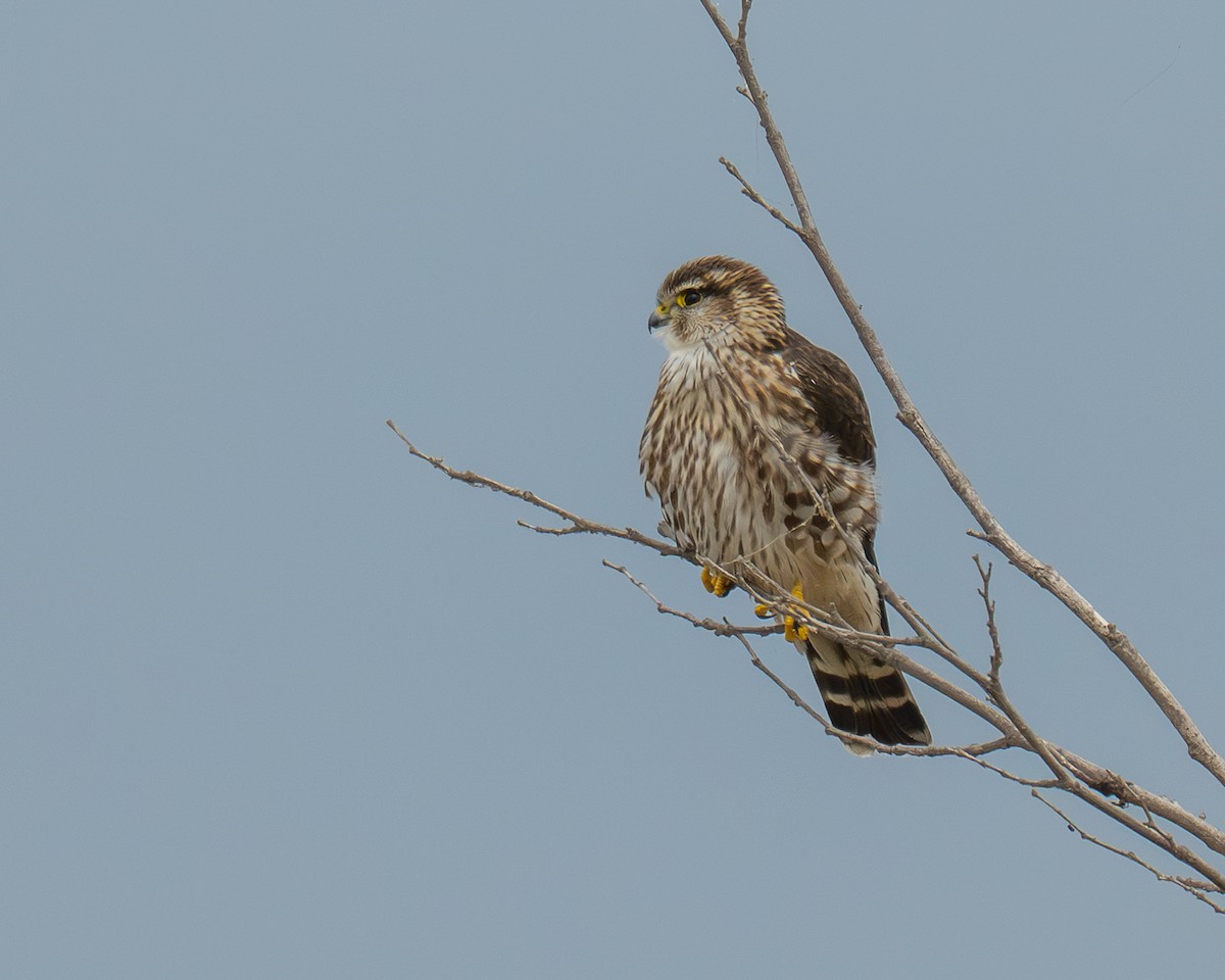 Merlin - ML646067247