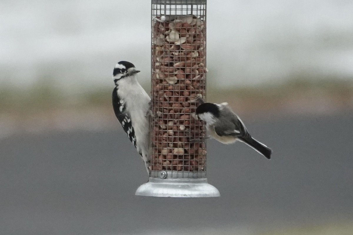 Downy Woodpecker - ML646067253