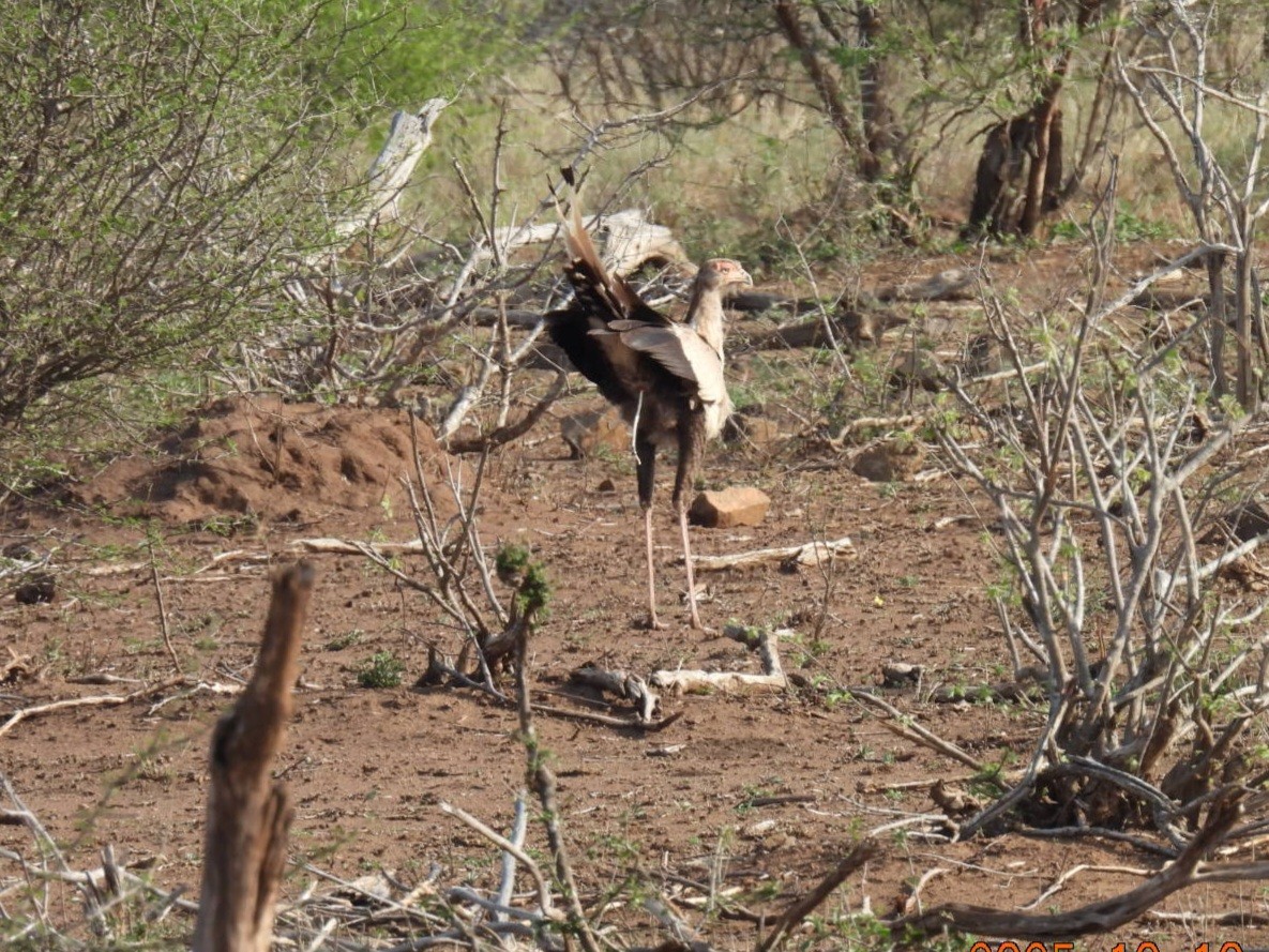 Secretarybird - ML646067254