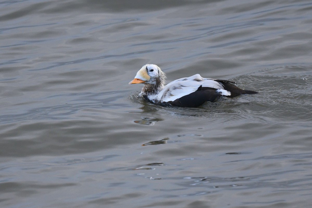 Spectacled Eider - ML646067255