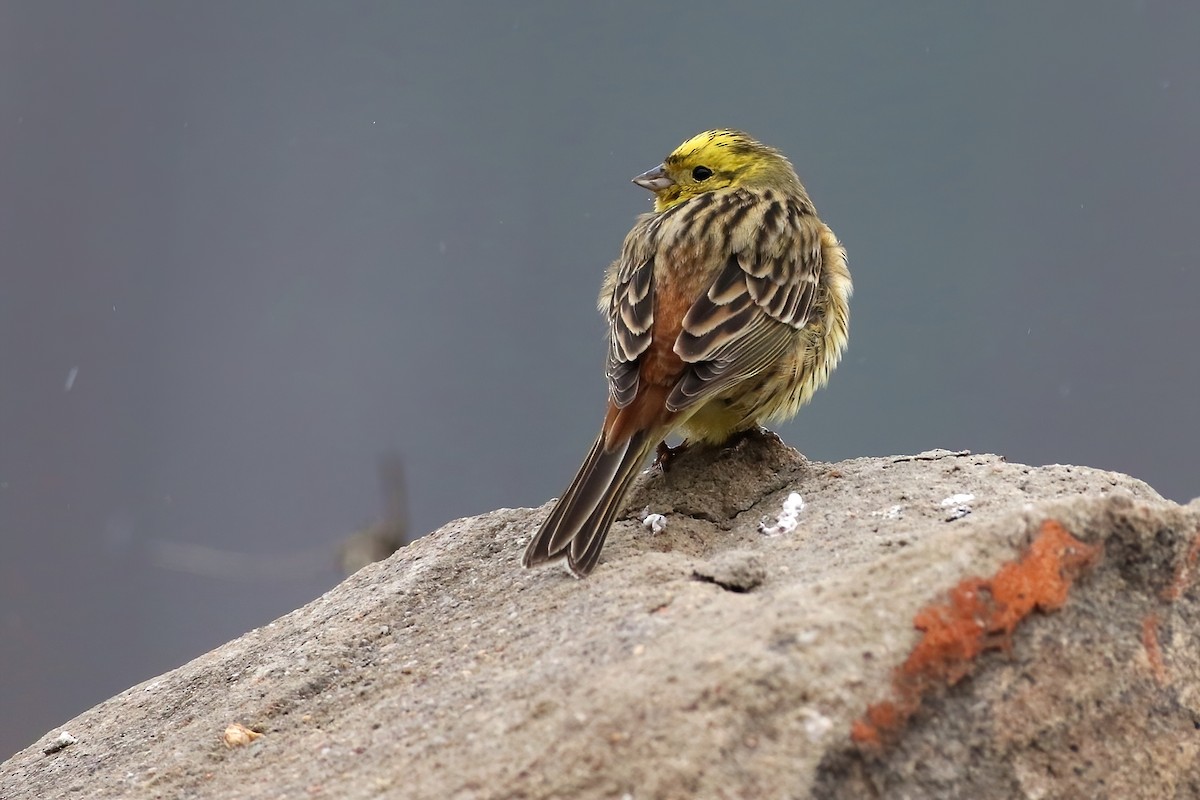 Zigolo giallo - ML646067256