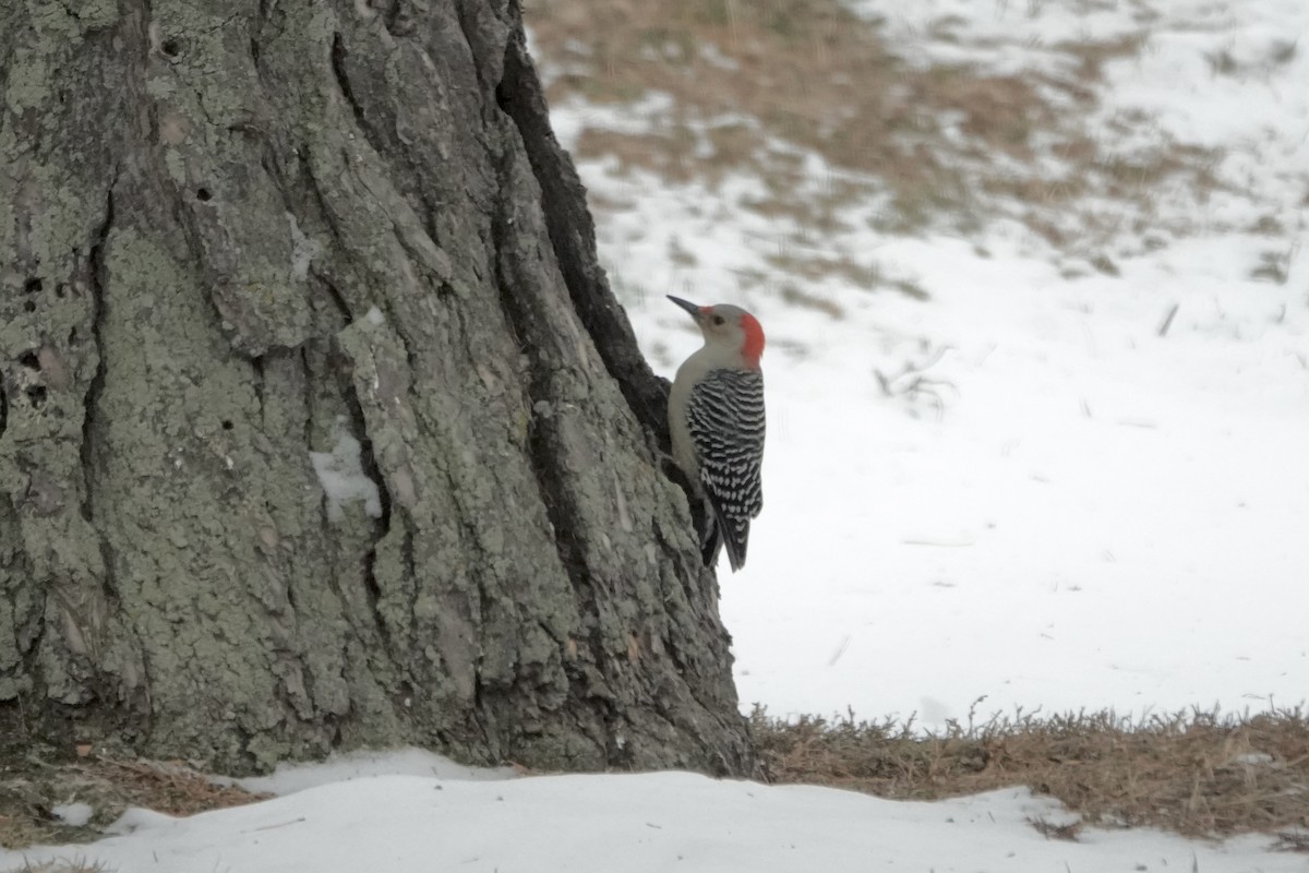 Red-bellied Woodpecker - ML646067259
