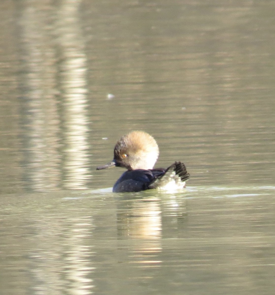 Hooded Merganser - ML646067261