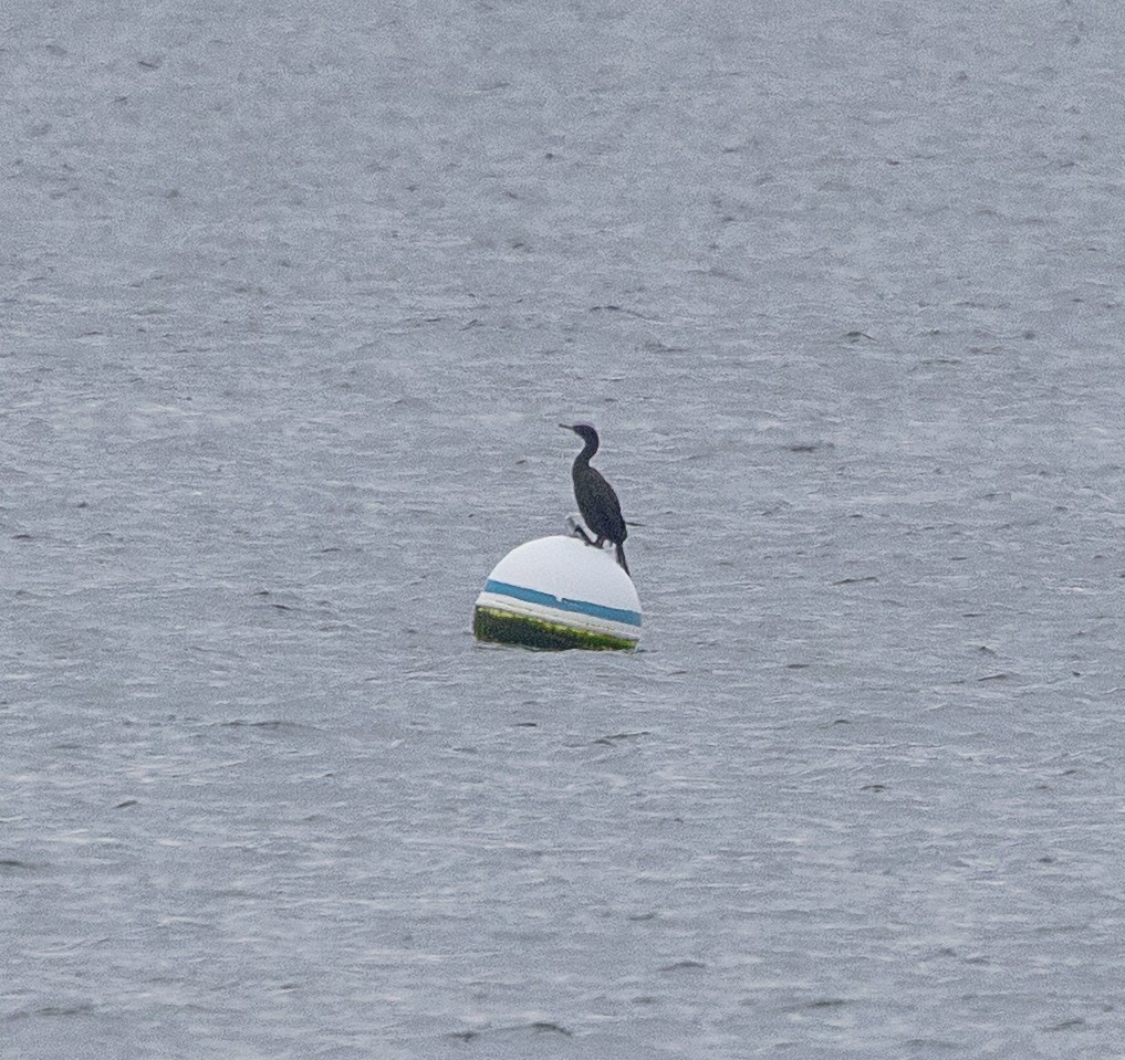 Pelagic Cormorant - ML646067264