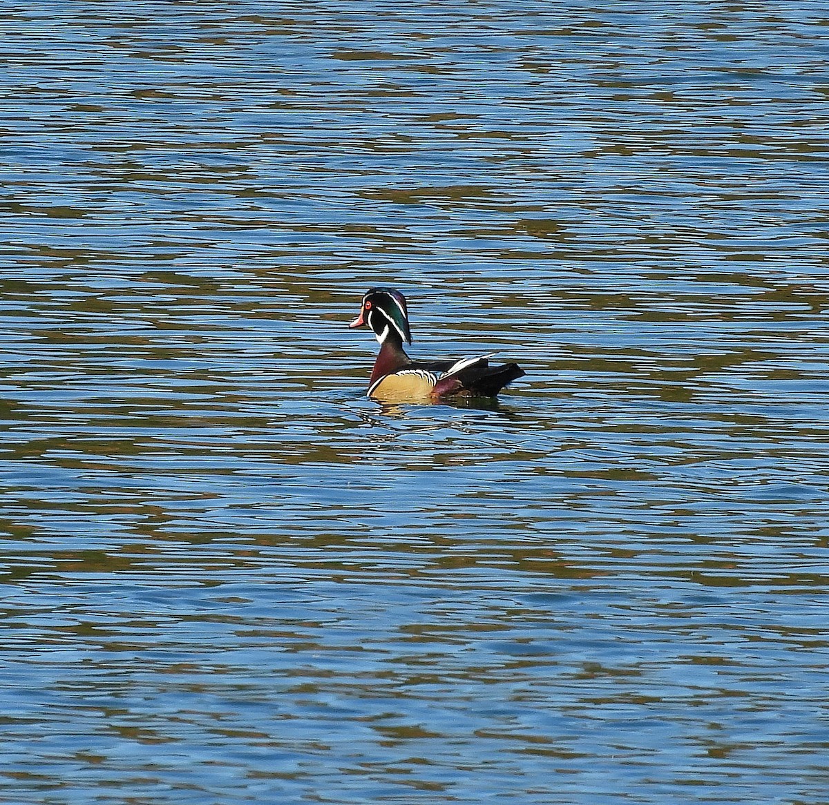 Ahate karolinarra - ML646067265