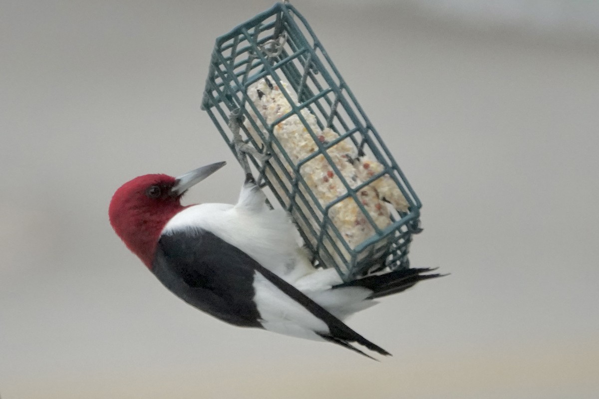 Red-headed Woodpecker - ML646067266