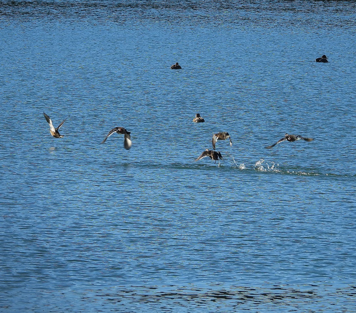 Ahate karolinarra - ML646067270