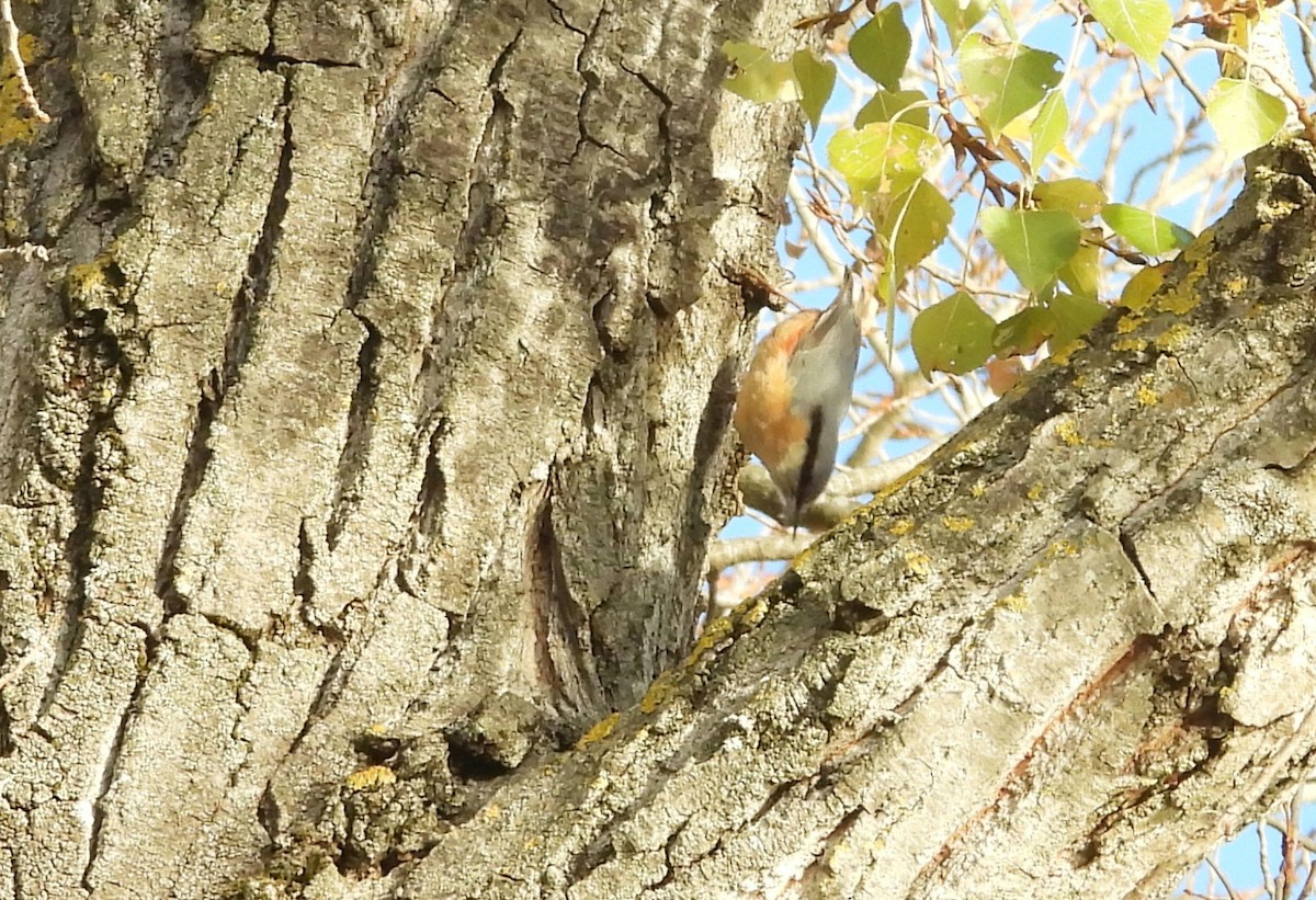 Eurasian Nuthatch - ML646067273