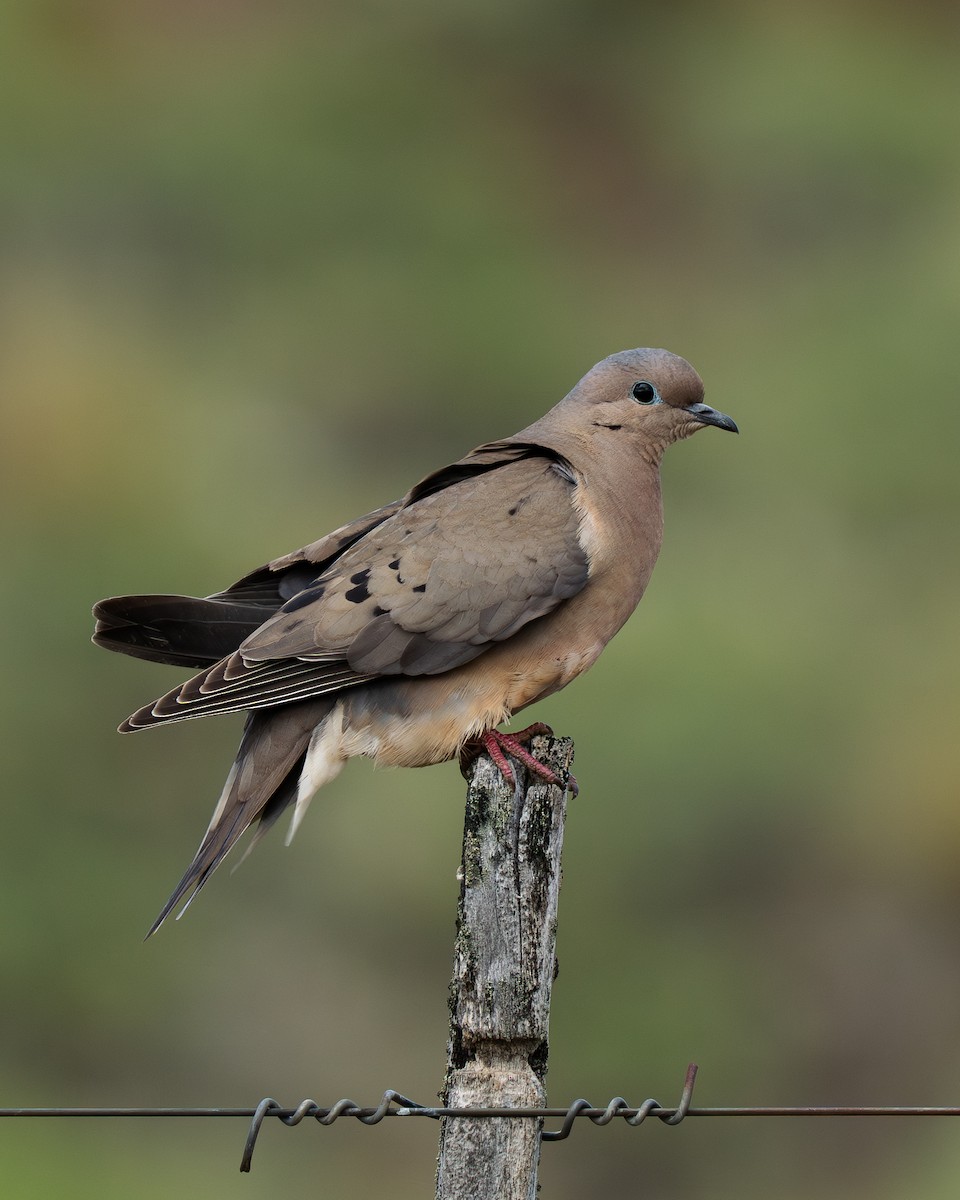 Eared Dove - ML646067276