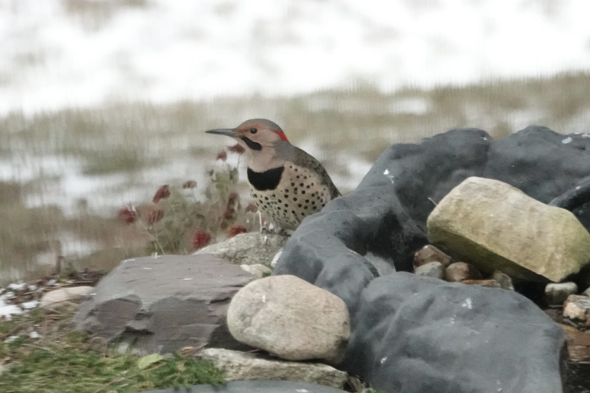 Northern Flicker - ML646067277