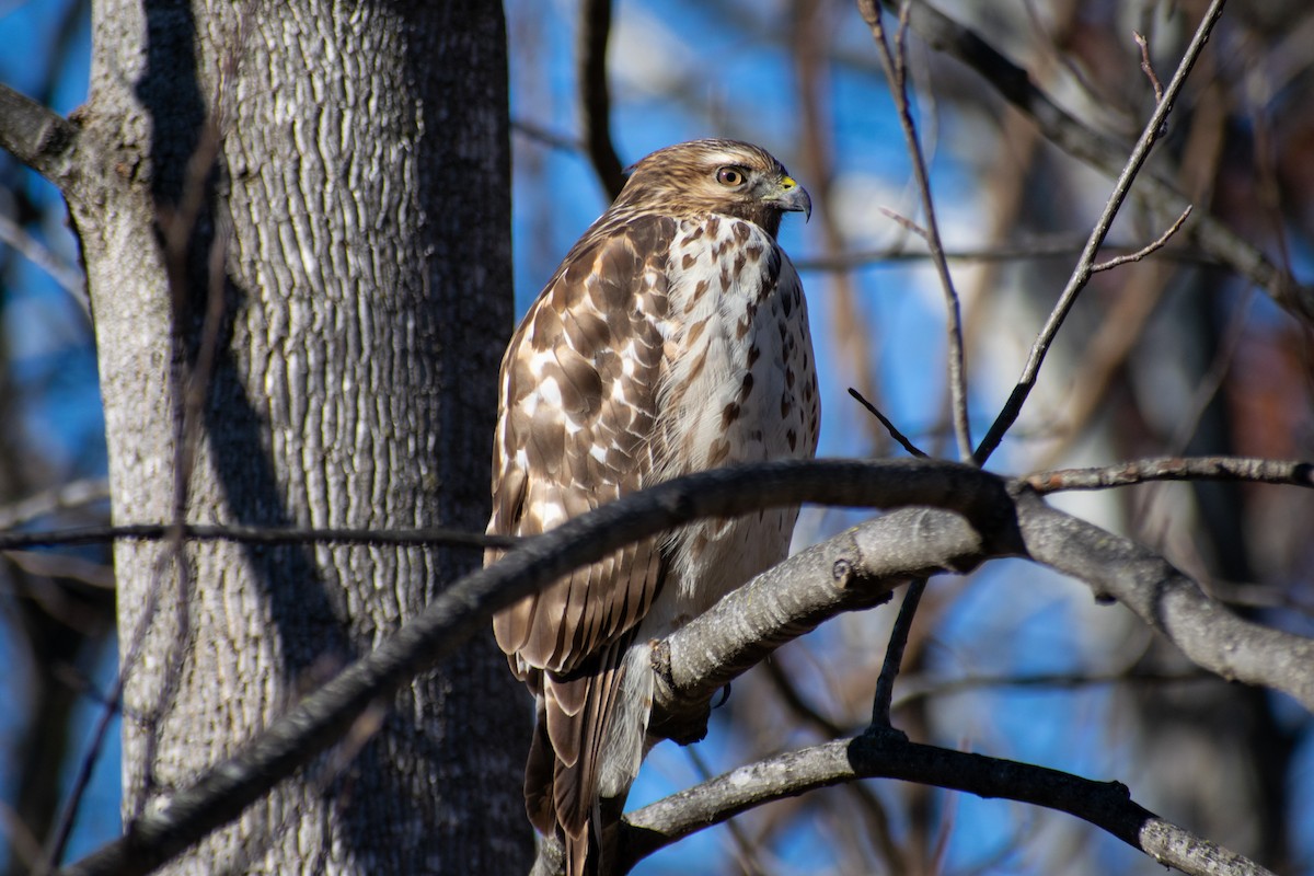 Red-shouldered Hawk - ML646067278
