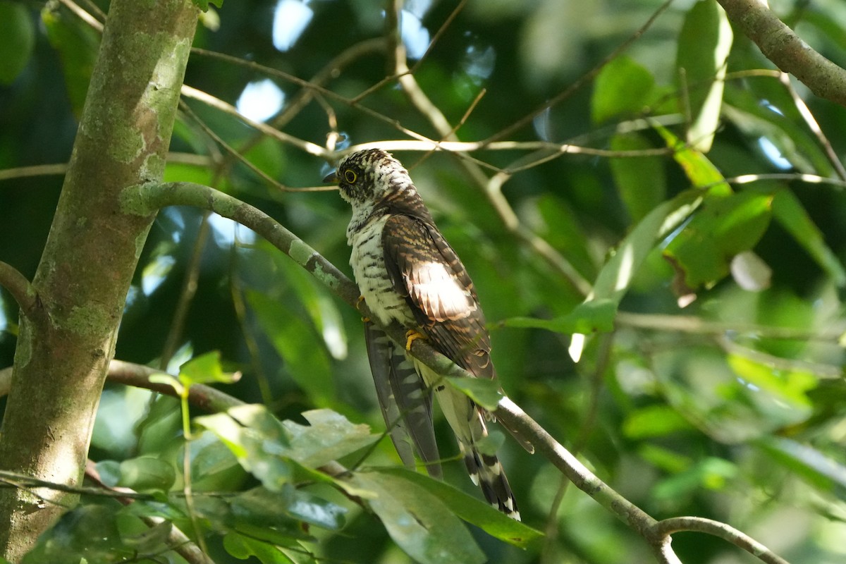 Indian Cuckoo - ML646067284