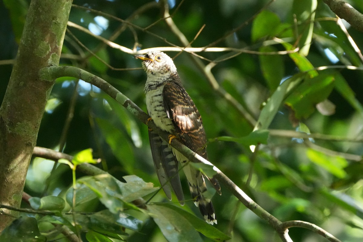 Indian Cuckoo - ML646067285