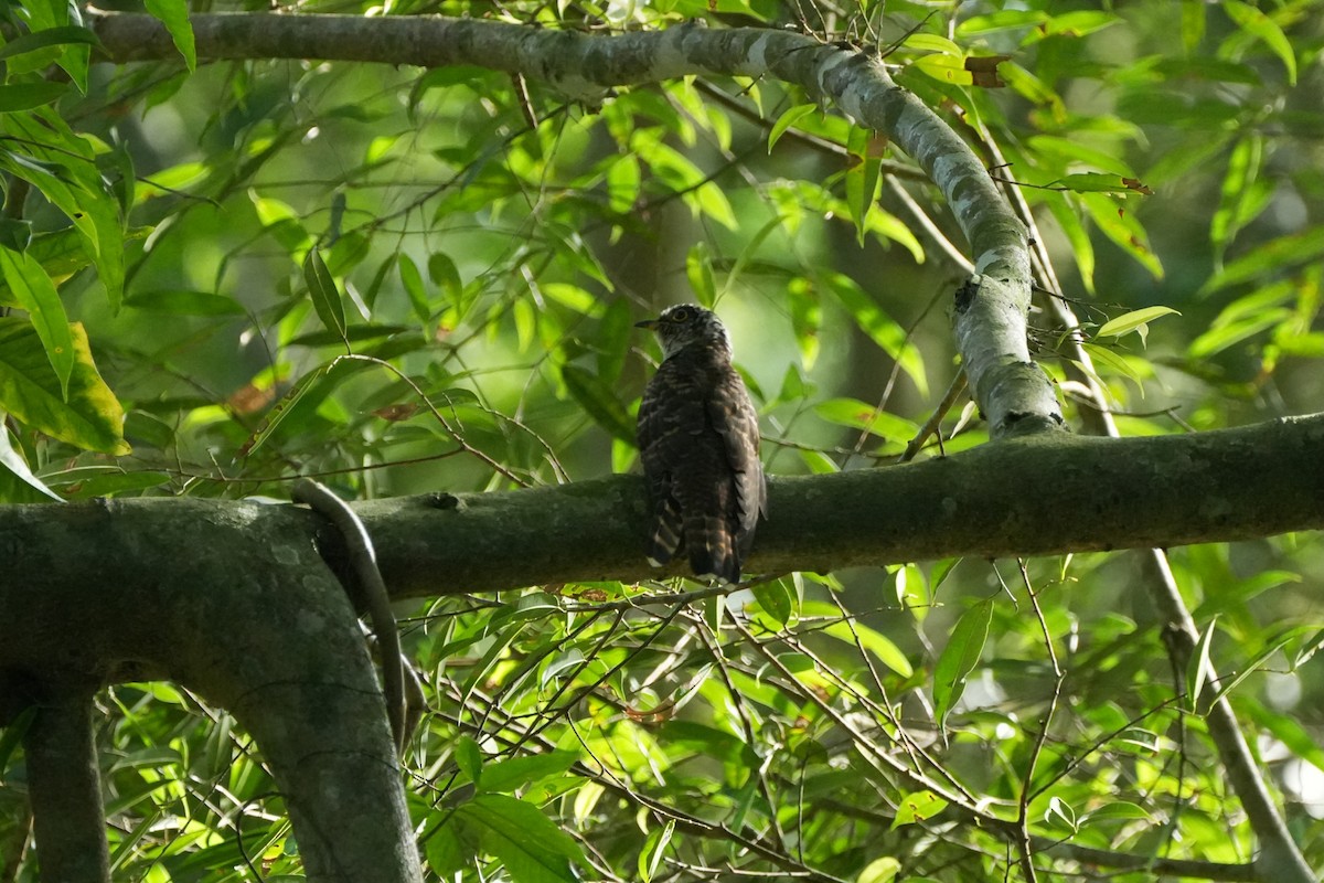 Indian Cuckoo - ML646067286