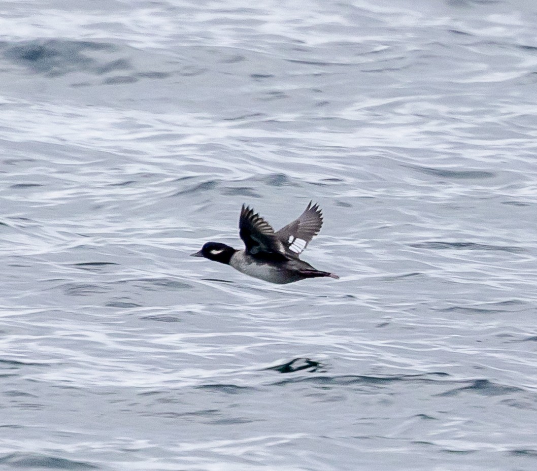 Bufflehead - ML646067298