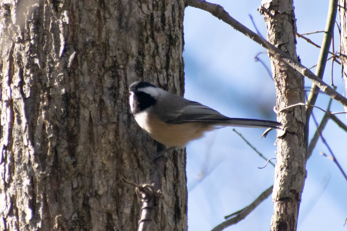Гаїчка світлокрила - ML646067301