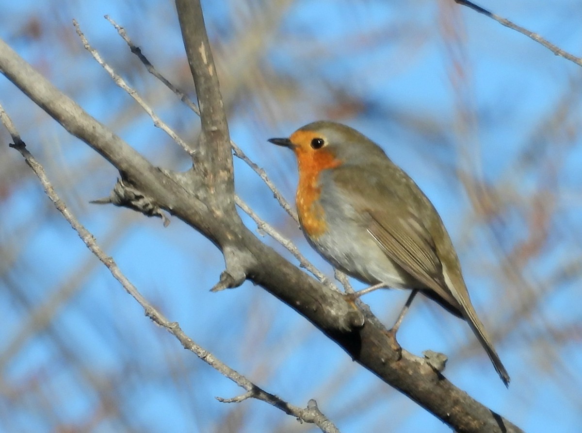European Robin - ML646067302