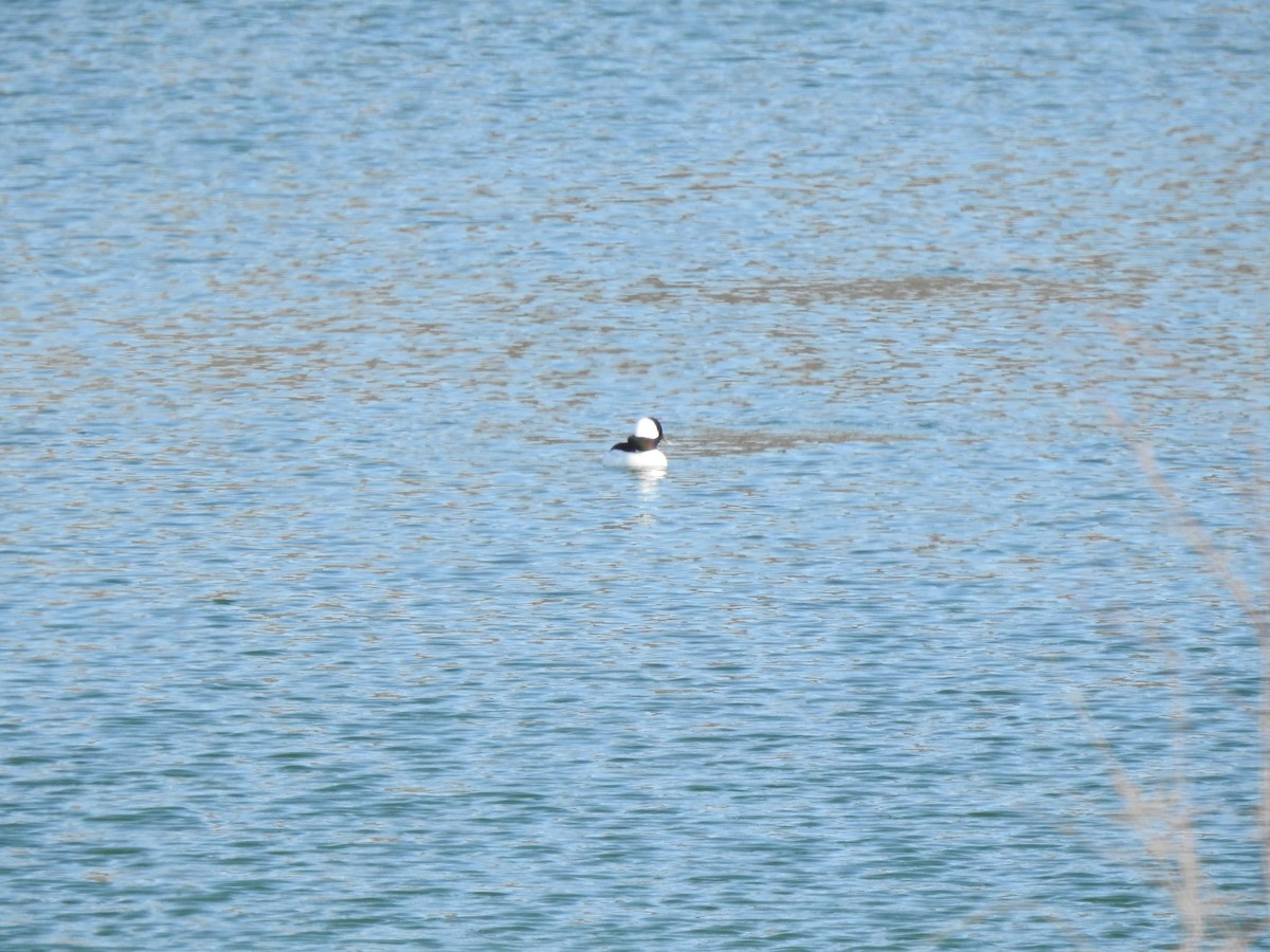 Bufflehead - ML646067305