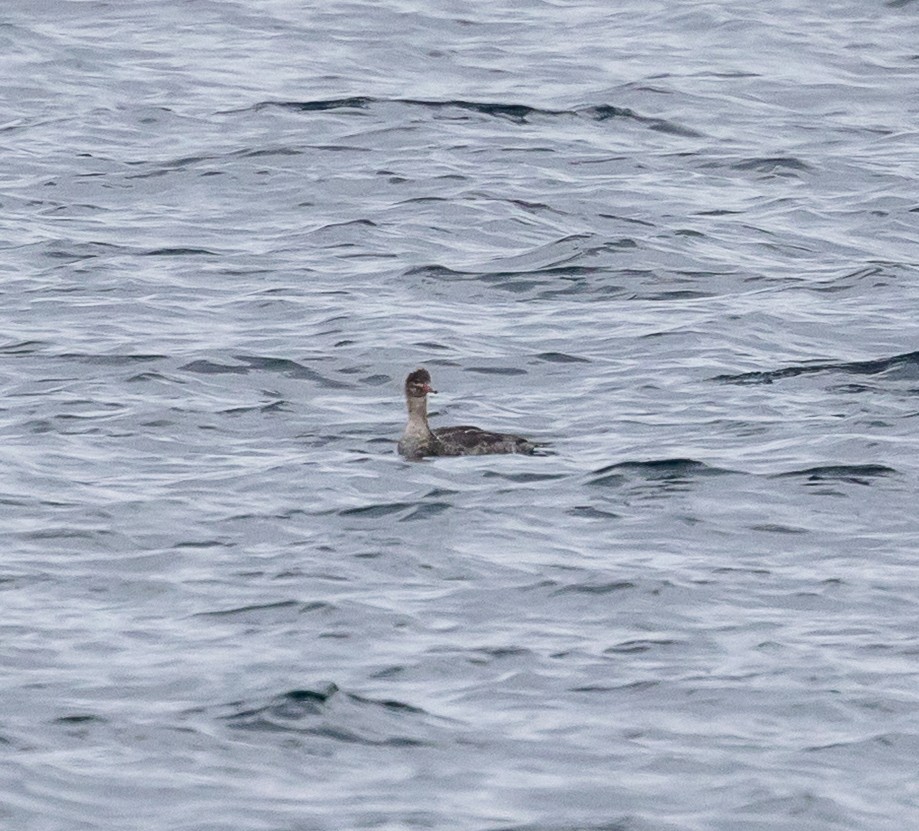 Сэвгэр бохио - ML646067306